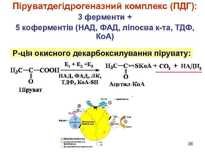 Піруватдегідрогеназний комплекс (ПДГ): 3 ферменти + 5 коферментів (НАД, ФАД, ліпоєва к-та, ТДФ, Ко.