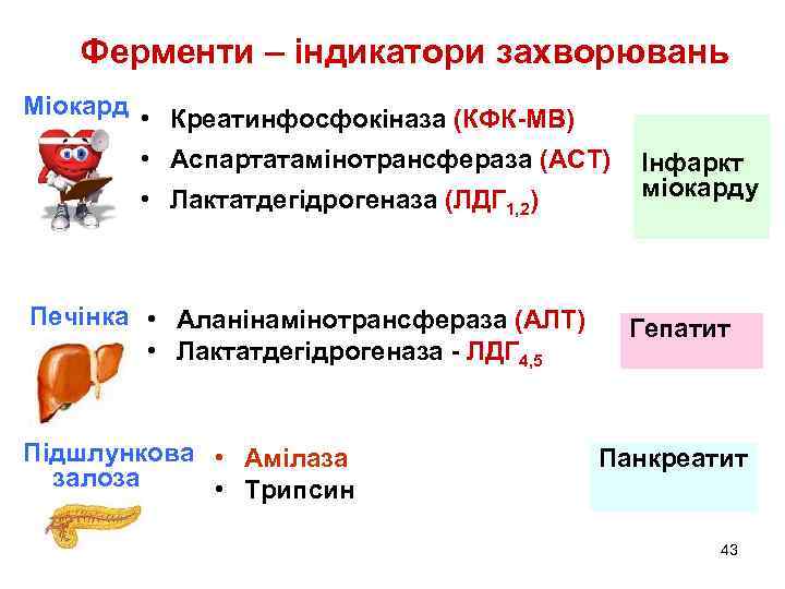 Ферменти – індикатори захворювань Міокард • Креатинфосфокіназа (КФК-МВ) • Аспартатамінотрансфераза (АСТ) • Лактатдегідрогеназа (ЛДГ