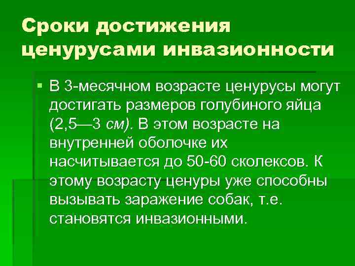 Сроки достижения ценурусами инвазионности § В 3 -месячном возрасте ценурусы могут достигать размеров голубиного