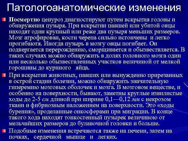 Патологоанатомические изменения Посмертно ценуроз диагностируют путем вскрытия головы и обнаружения пузыря. При вскрытии павшей