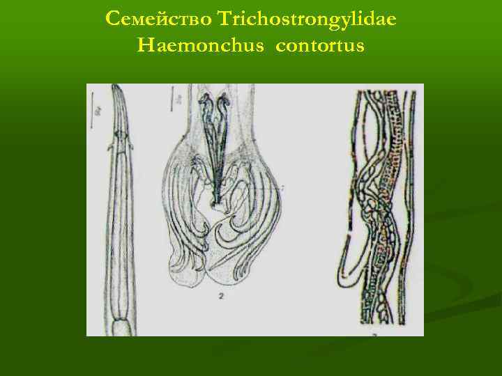 Семейство Trichostrongylidae Haemonchus contortus 