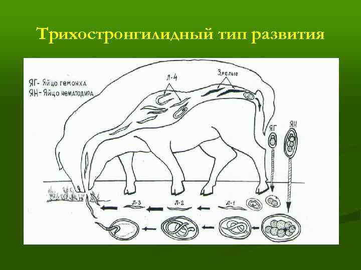 Трихостронгилидный тип развития 