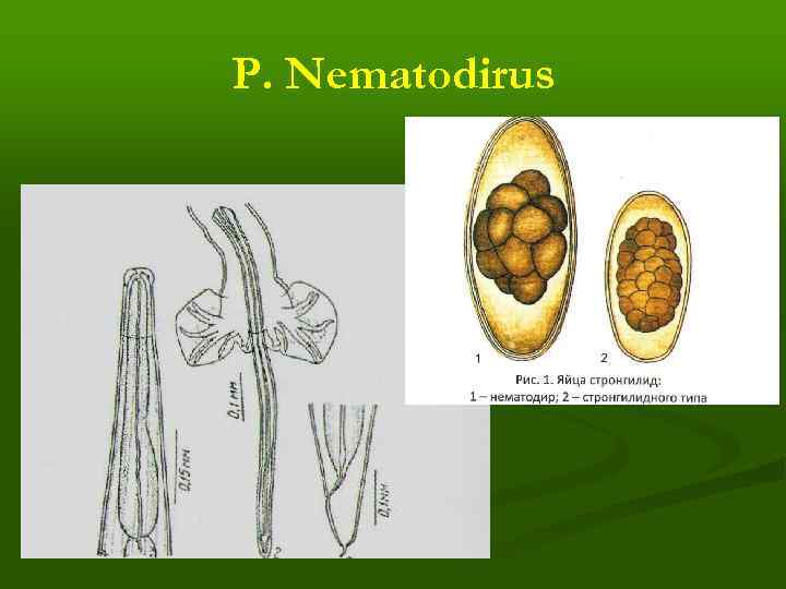 Р. Nematodirus 