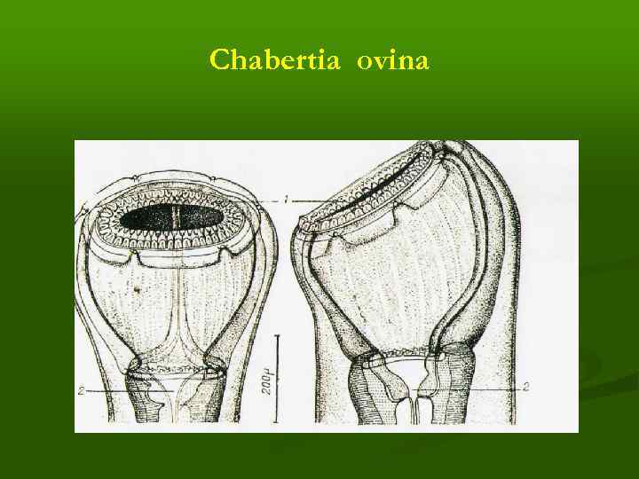 Chabertia ovina 