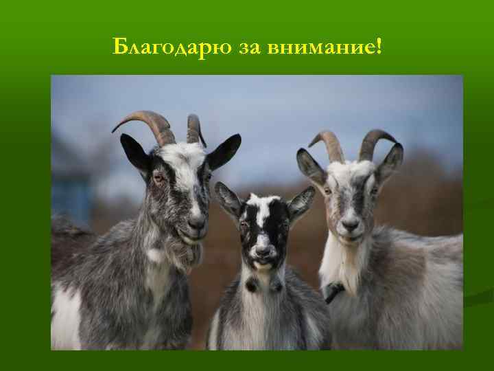 Благодарю за внимание! 