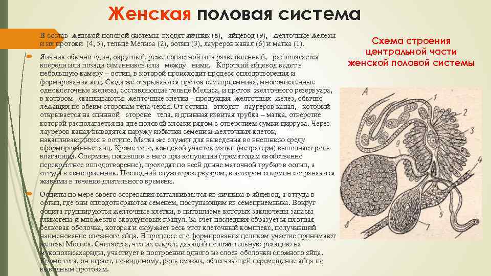 Женская половая система В состав женской половой системы входят яичник (8), яйцевод (9), желточные