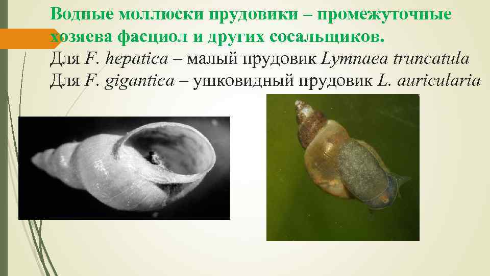 Водные моллюски прудовики – промежуточные хозяева фасциол и других сосальщиков. Для F. hepatica –