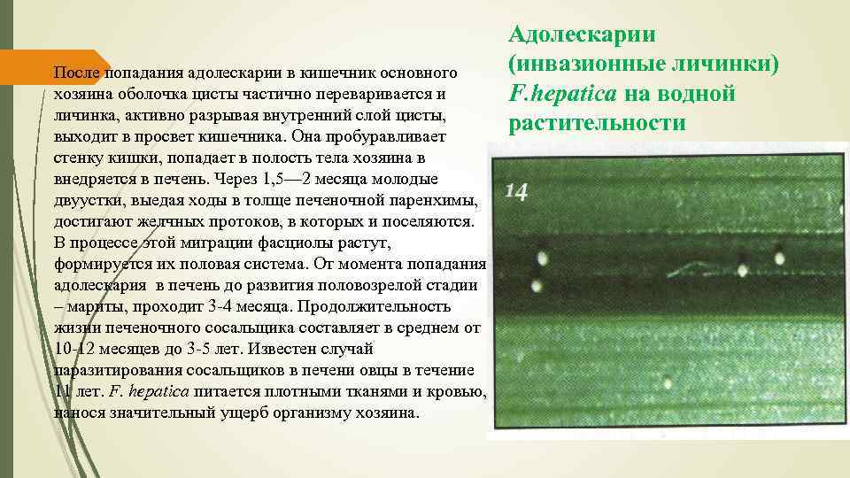 После попадания адолескарии в кишечник основного хозяина оболочка цисты частично переваривается и личинка, активно