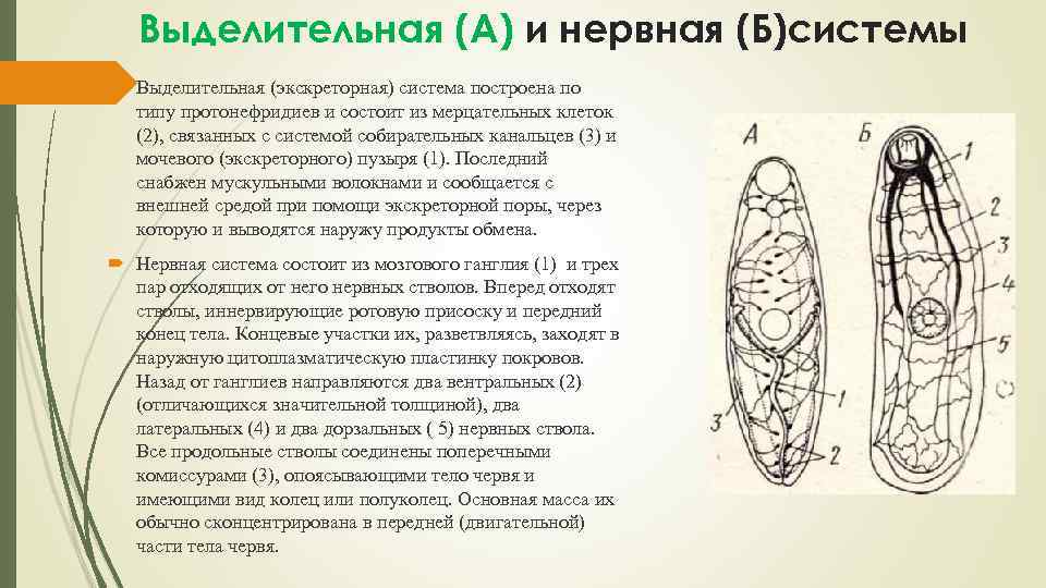 Выделительная (А) и нервная (Б)системы Выделительная (экскреторная) система построена по типу протонефридиев и состоит