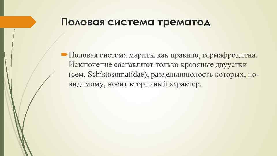 Половая система трематод Половая система мариты как правило, гермафродитна. Исключение составляют только кровяные двуустки