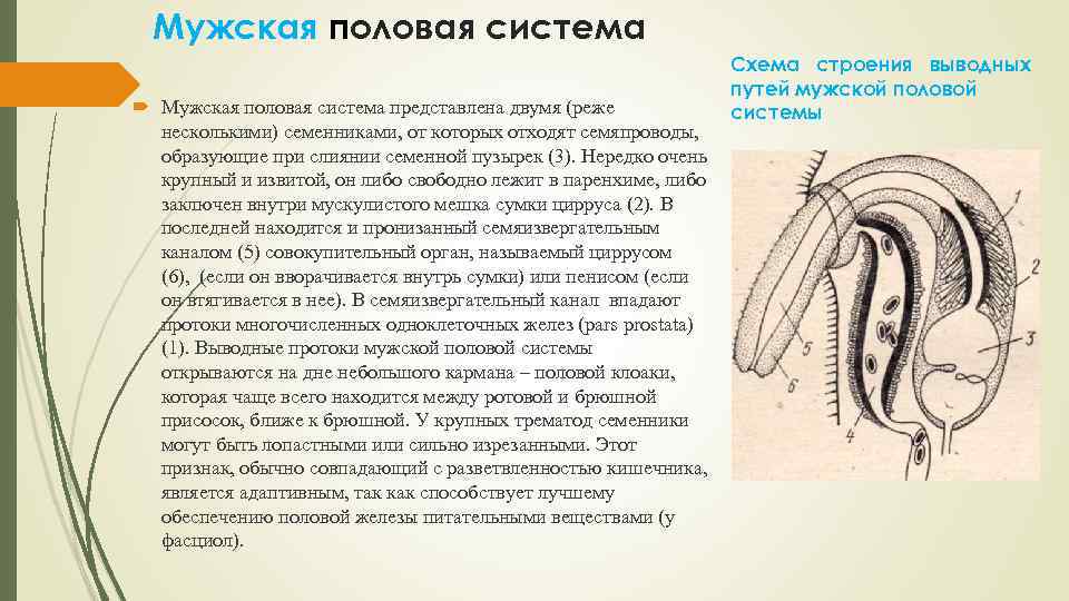 Мужская половая система представлена двумя (реже несколькими) семенниками, от которых отходят семяпроводы, образующие при