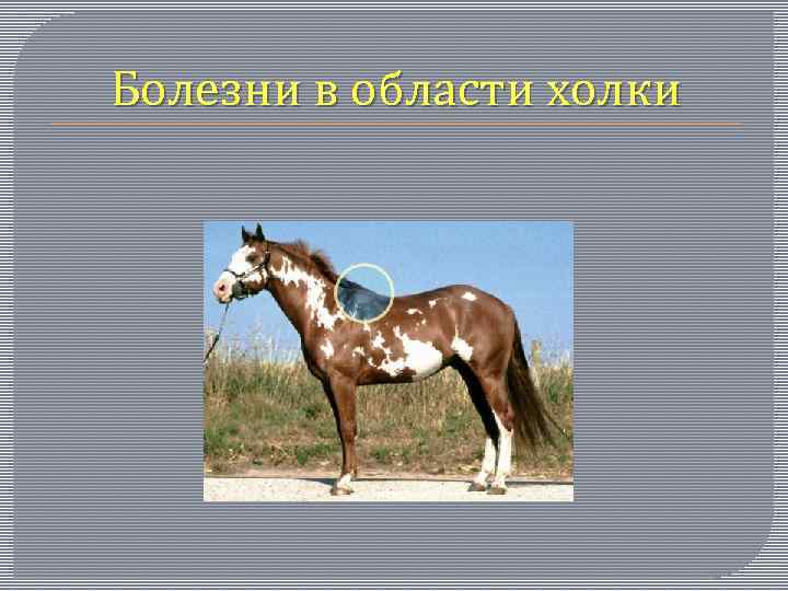 Болезни в области холки 