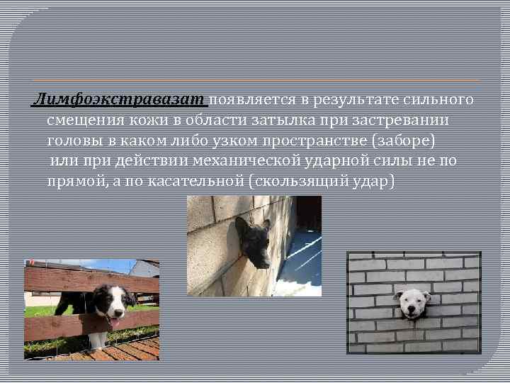  Лимфоэкстравазат появляется в результате сильного смещения кожи в области затылка при застревании головы
