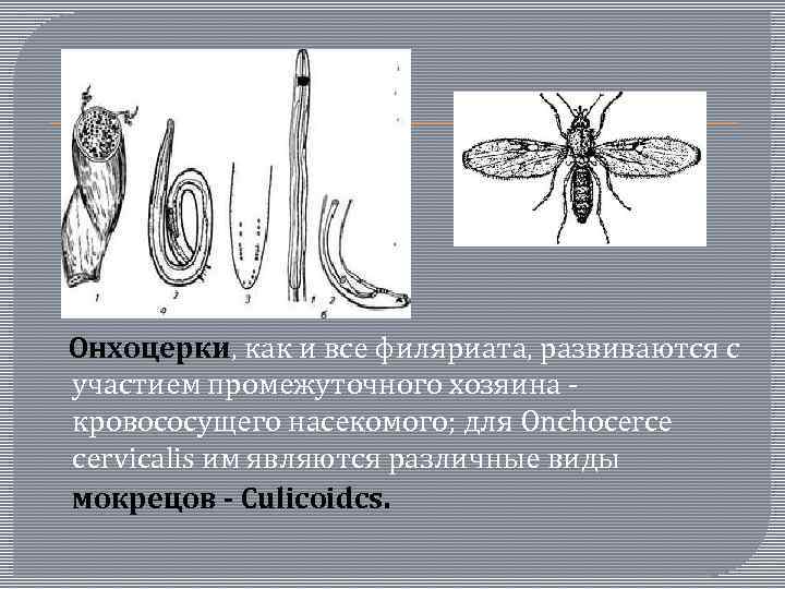  Онхоцерки, как и все филяриата, развиваются с участием промежуточного хозяина - кровососущего насекомого;