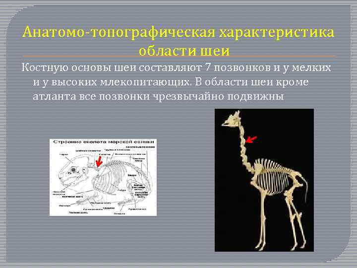 Анатомо-топографическая характеристика области шеи Костную основы шеи составляют 7 позвонков и у мелких и