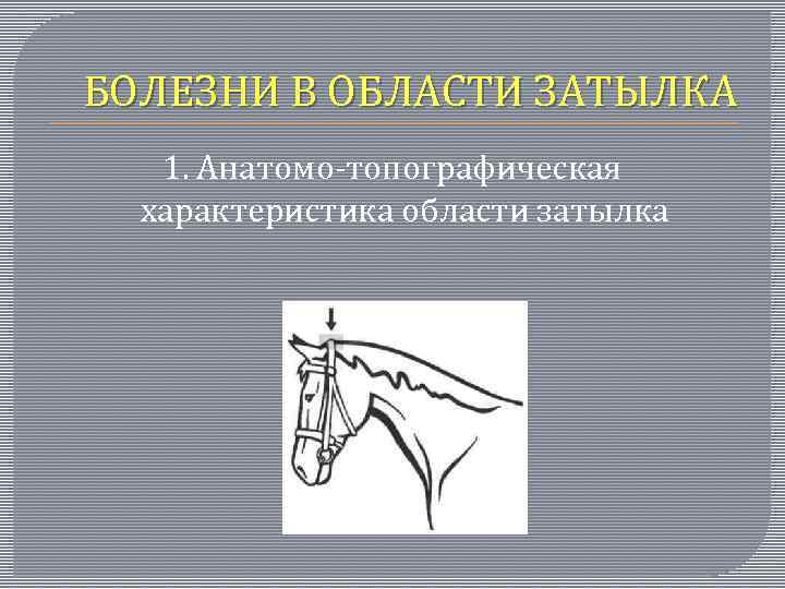 БОЛЕЗНИ В ОБЛАСТИ ЗАТЫЛКА 1. Анатомо-топографическая характеристика области затылка 
