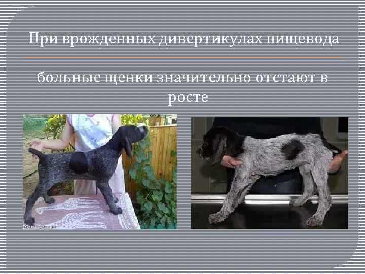  При врожденных дивертикулах пищевода больные щенки значительно отстают в росте 