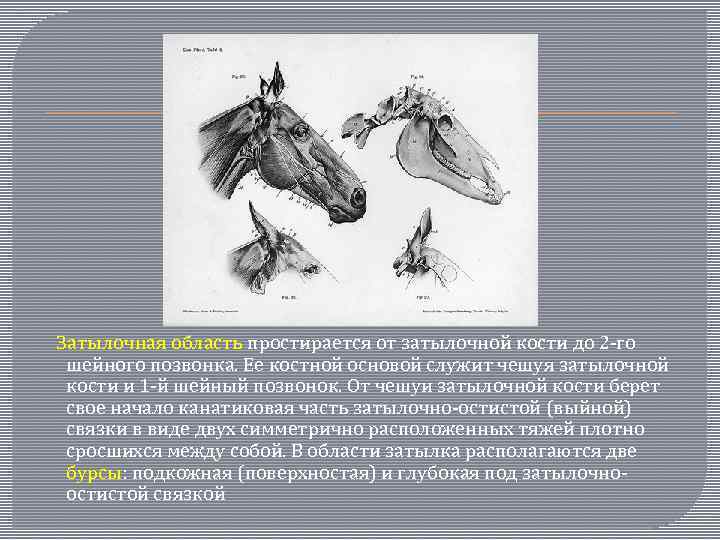  Затылочная область простирается от затылочной кости до 2 -го шейного позвонка. Ее костной
