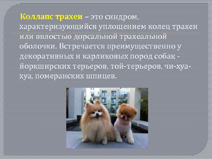  Коллапс трахеи – это синдром, характеризующийся уплощением колец трахеи или вялостью дорсальной трахеальной