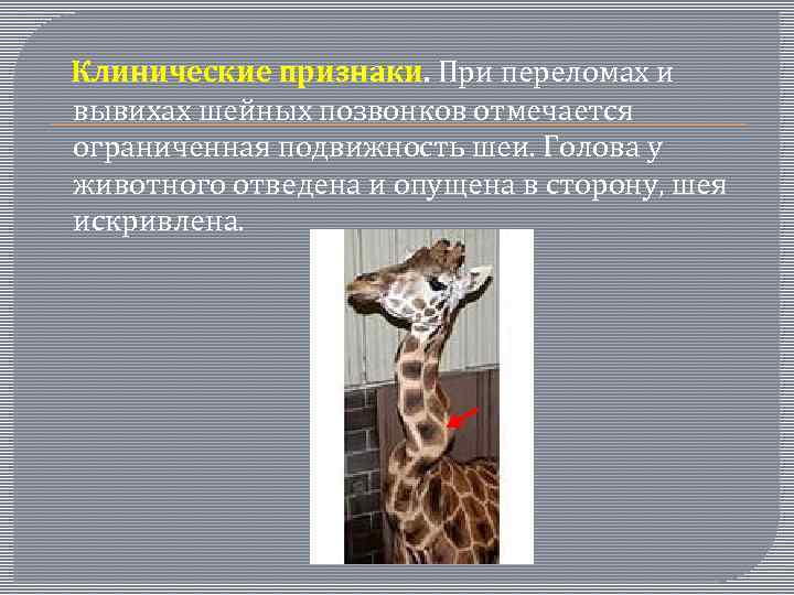  Клинические признаки. При переломах и вывихах шейных позвонков отмечается ограниченная подвижность шеи. Голова