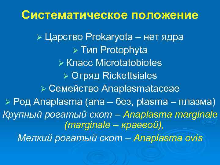 Систематическое положение Ø Царство Prokaryota – нет ядра Ø Тип Protophyta Ø Класс Microtatobiotes