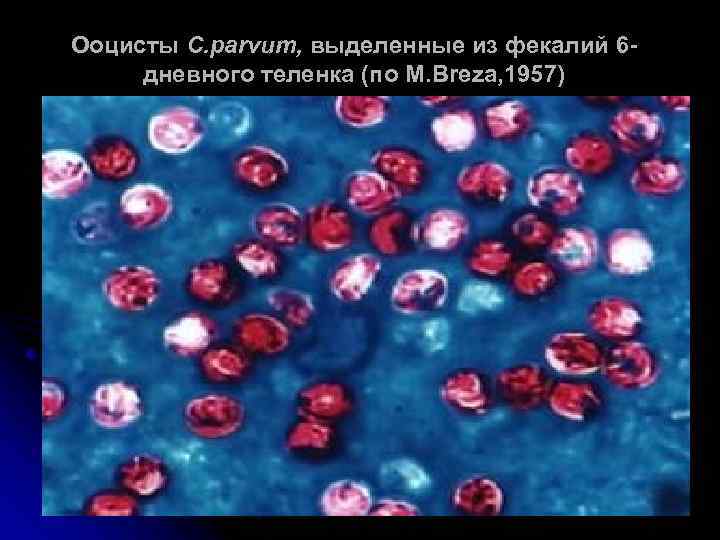 Ооцисты C. parvum, выделенные из фекалий 6 дневного теленка (по M. Breza, 1957) 