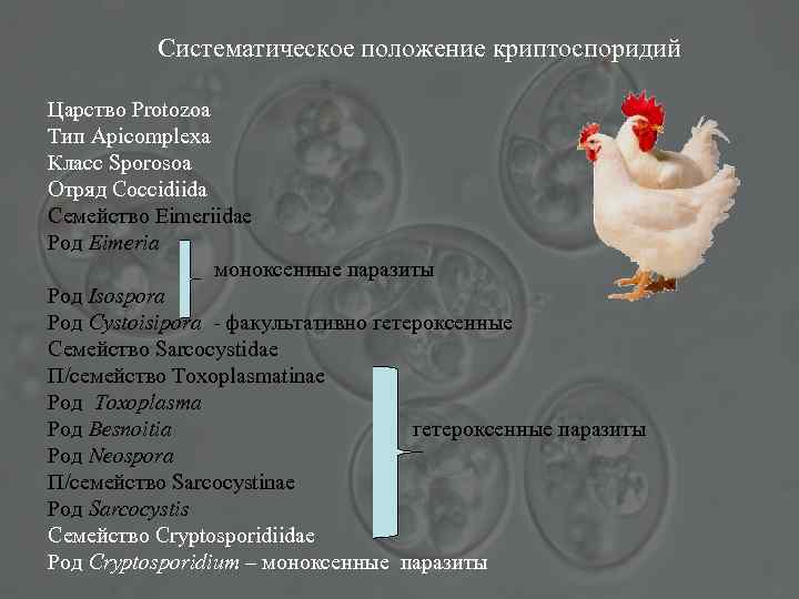 Систематическое положение криптоспоридий Царство Protozoa Тип Apicomplexa Класс Sporosoa Отряд Coccidiida Семейство Eimeriidae Род
