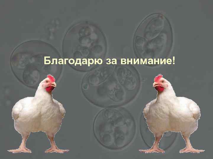 Благодарю за внимание! 