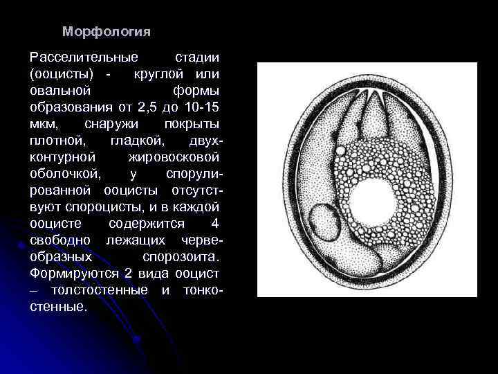 Морфология Расселительные стадии (ооцисты) круглой или овальной формы образования от 2, 5 до 10