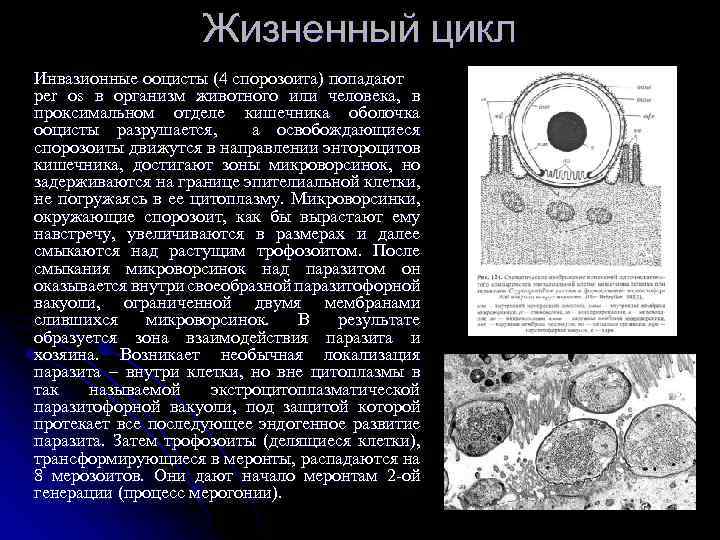 Жизненный цикл Инвазионные ооцисты (4 спорозоита) попадают per os в организм животного или человека,
