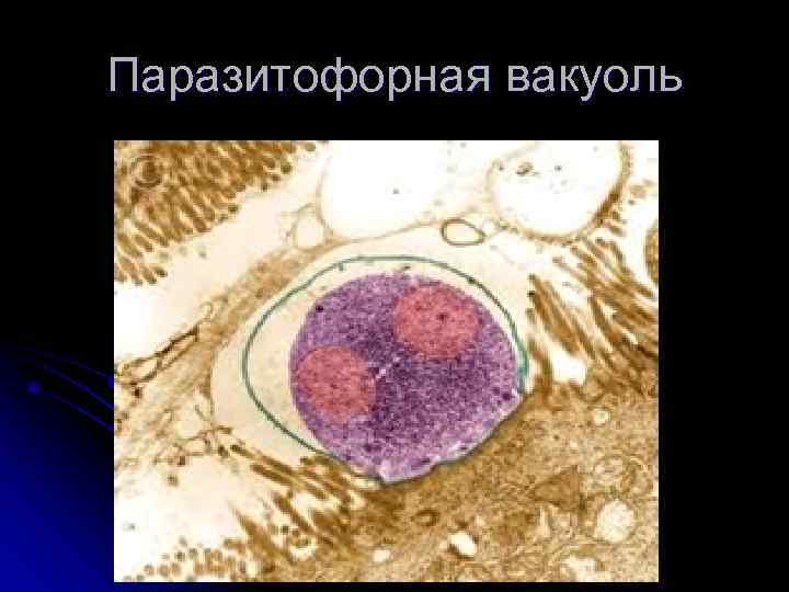 Паразитофорная вакуоль 