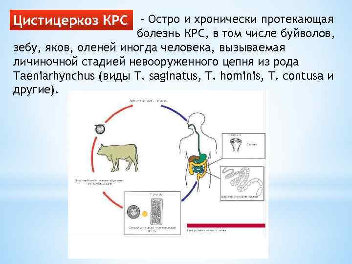 Рассмотрите рисунок на котором представлен цикл развития бычьего цепня ответьте на вопросы