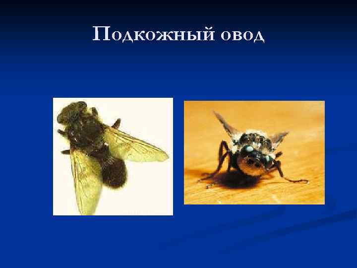 Подкожный овод 