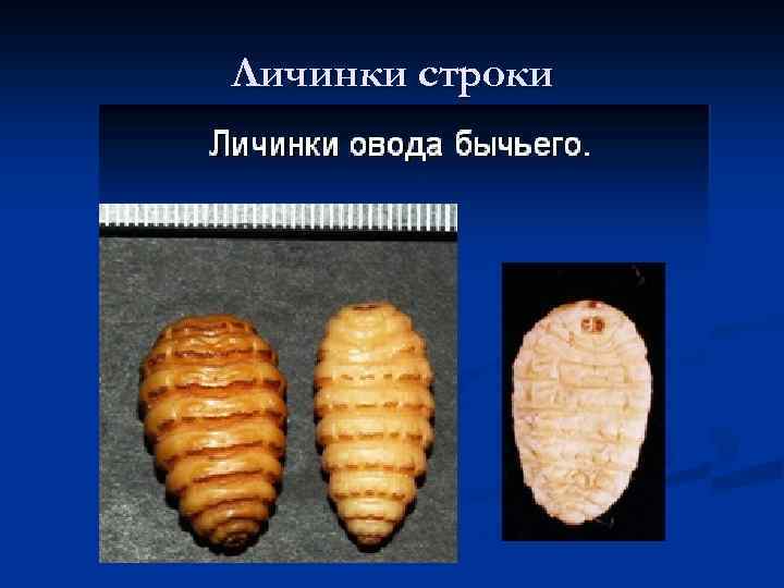 Личинки строки 