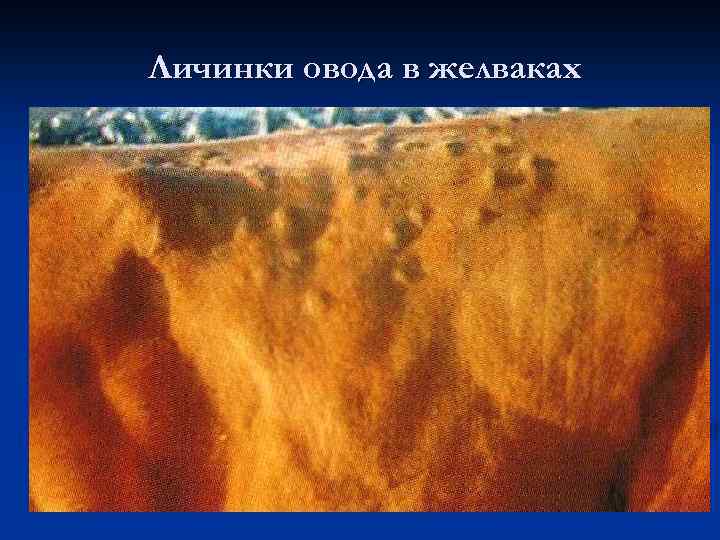 Личинки овода в желваках 