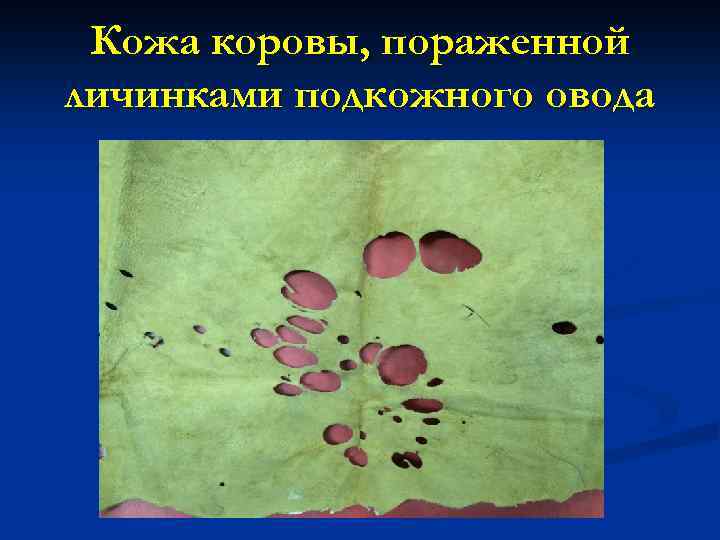 Кожа коровы, пораженной личинками подкожного овода 