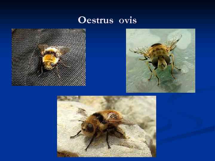 Oestrus ovis 