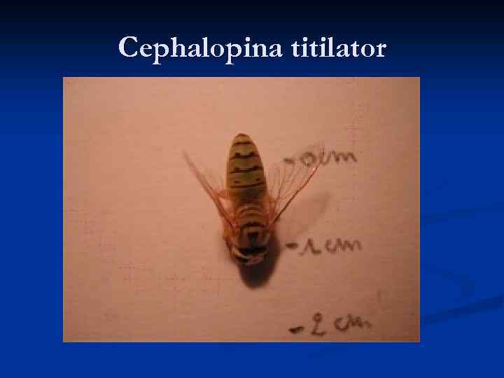 Cephalopina titilator 