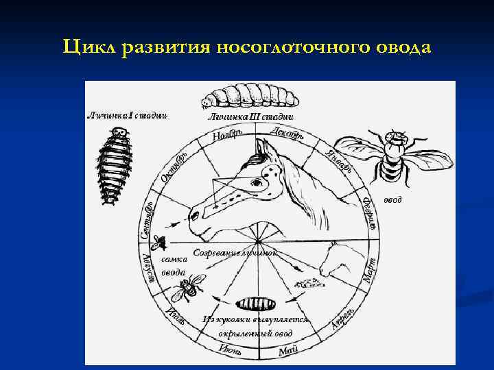 Цикл развития носоглоточного овода 