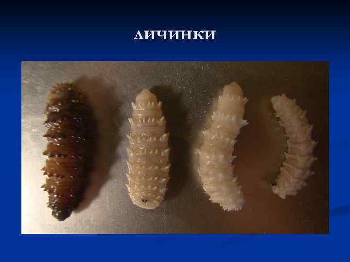 личинки 