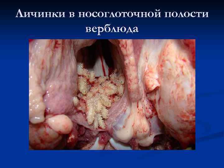 Личинки в носоглоточной полости верблюда 