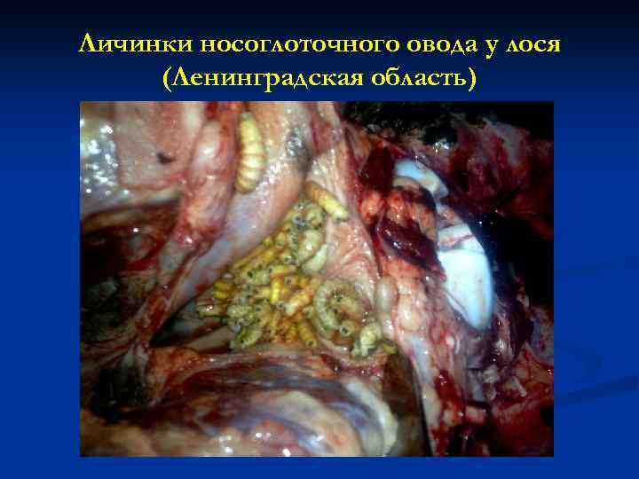 Личинки носоглоточного овода у лося (Ленинградская область) 