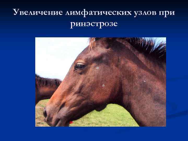 Увеличение лимфатических узлов при ринэстрозе 