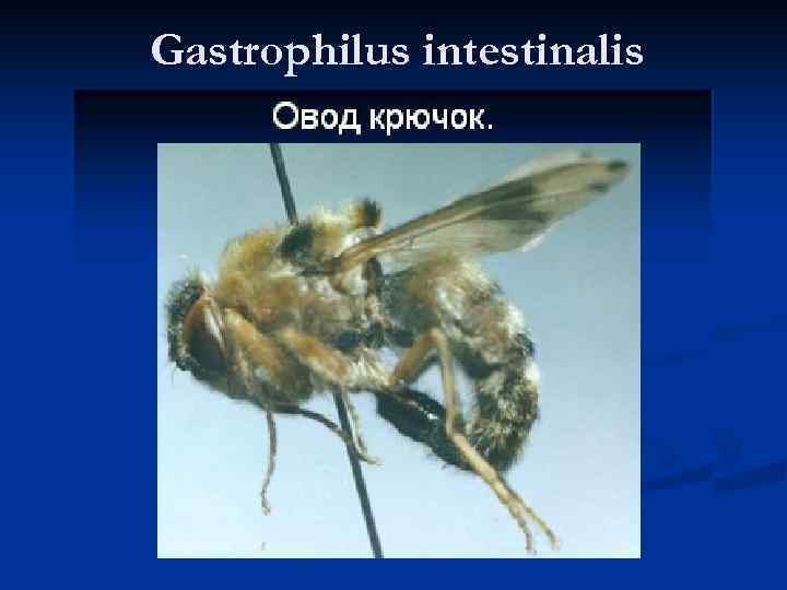 Gastrophilus intestinalis 