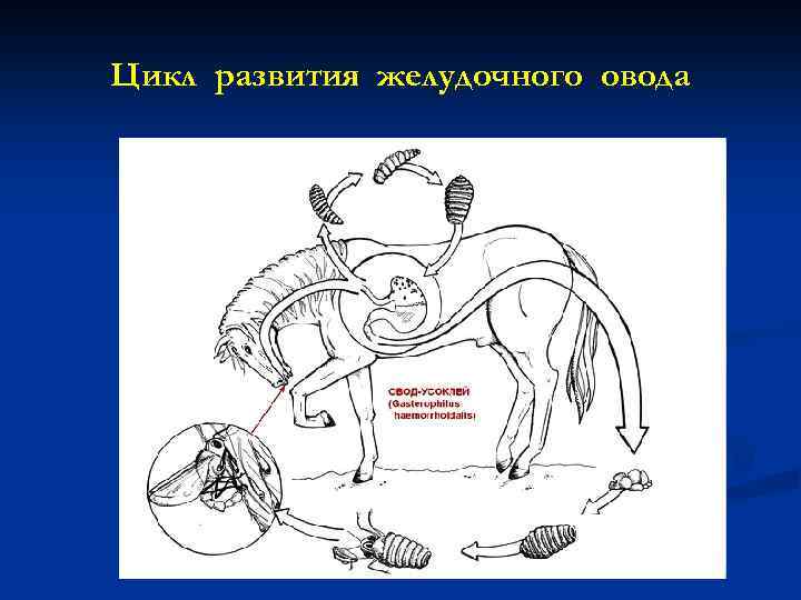 Цикл развития желудочного овода 