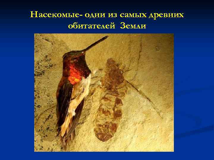 Насекомые- одни из самых древних обитателей Земли 