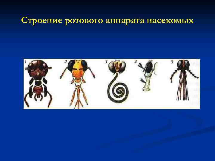 Строение ротового аппарата насекомых 