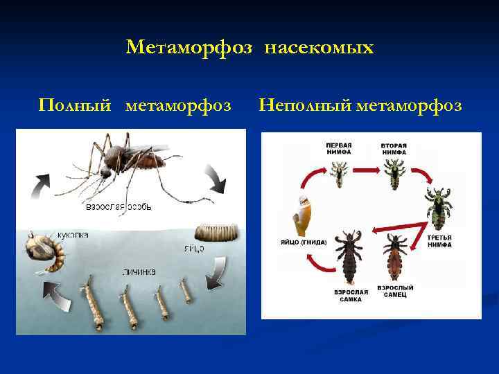 Схема полного превращения насекомых