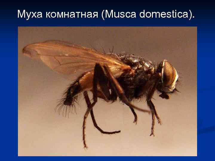 Муха комнатная (Musca domestica). 