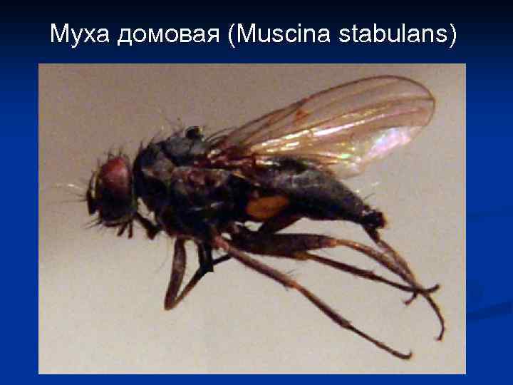 Муха домовая (Muscina stabulans) 